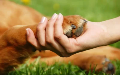 Dona de cão morto por outros cachorros ganha direito de ser indenizada